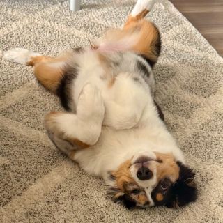 Gnocchi - Australian Shepherd puppy