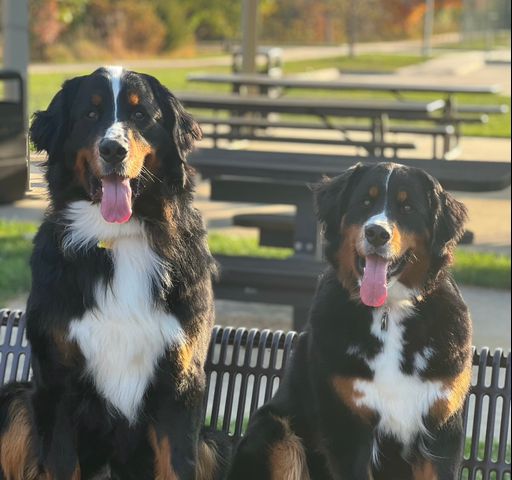 Kevin and Molly - Bernese Mountain Dogs